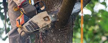 Best Root Management and Removal  in Saratoga Springs, NY