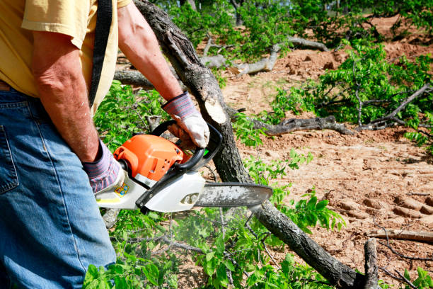 Saratoga Springs, NY Tree Removal Company